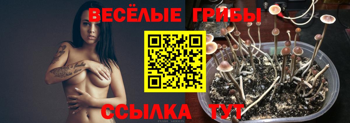 Псилоцибиновые грибы Psilocybe  Галлюциногенные грибы мухоморы  Реж  Вход с VPN 